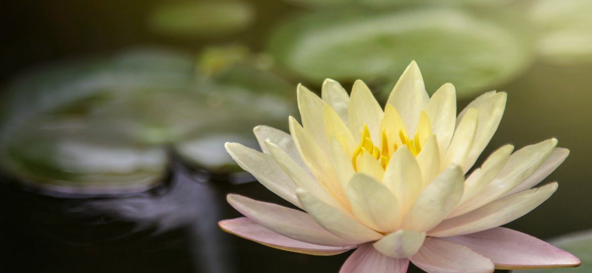 acupuncture-lotus-flower